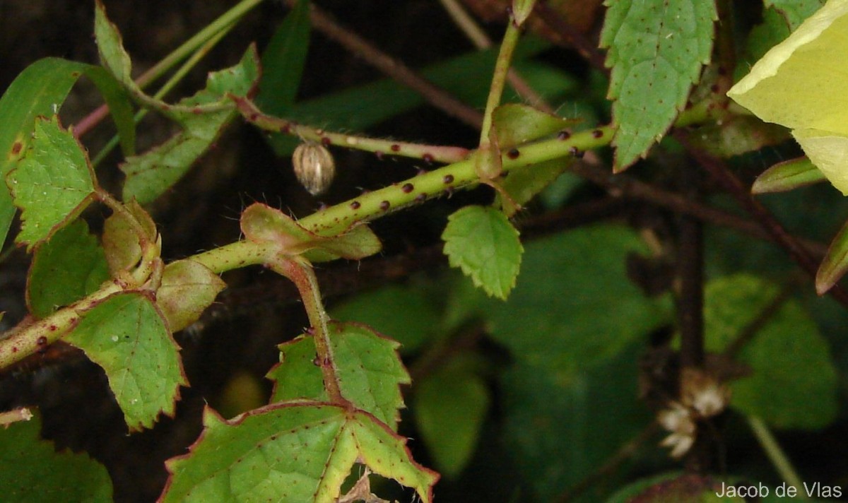 Hibiscus surattensis L.